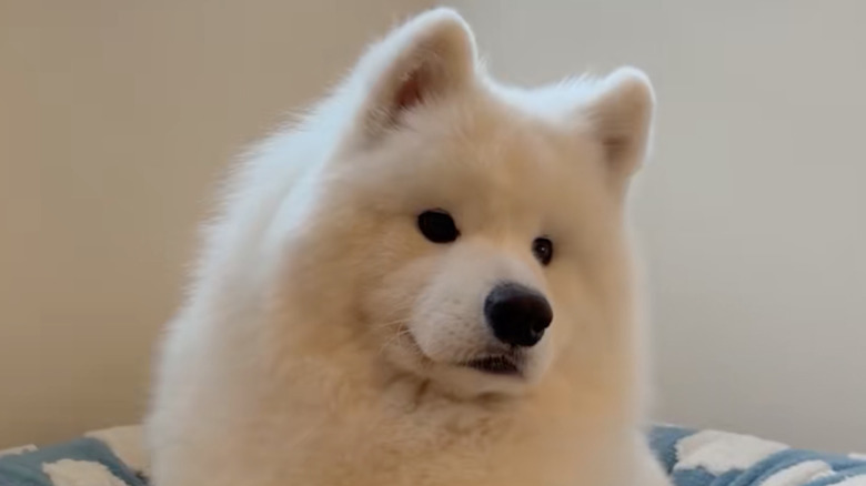 Lumi the Samoyed dog from TikTok is a love.