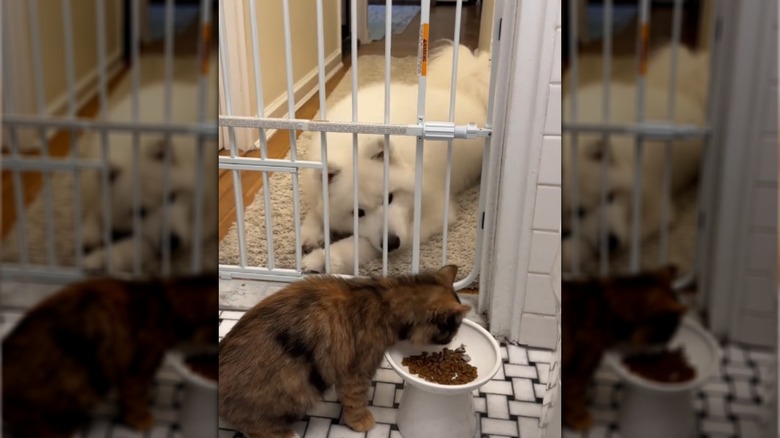 Samoyed and kitten getting to know each other through gate