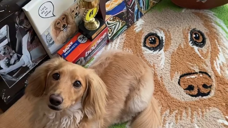 Long haired dachshund is surrounded by long haired dachshund paraphernalia.