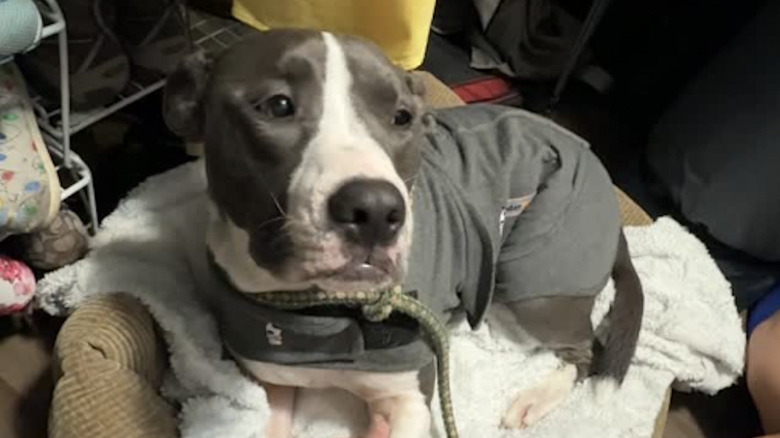 One of the Bit Bros pit bulls from Instagram hiding in the closet.