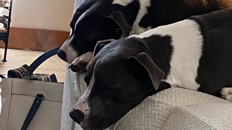 The Bit Bros pit bulls from Instagram sleeping together.