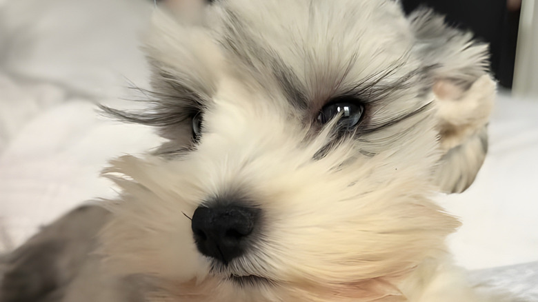 Close-up of schnauzer with long eyelashes