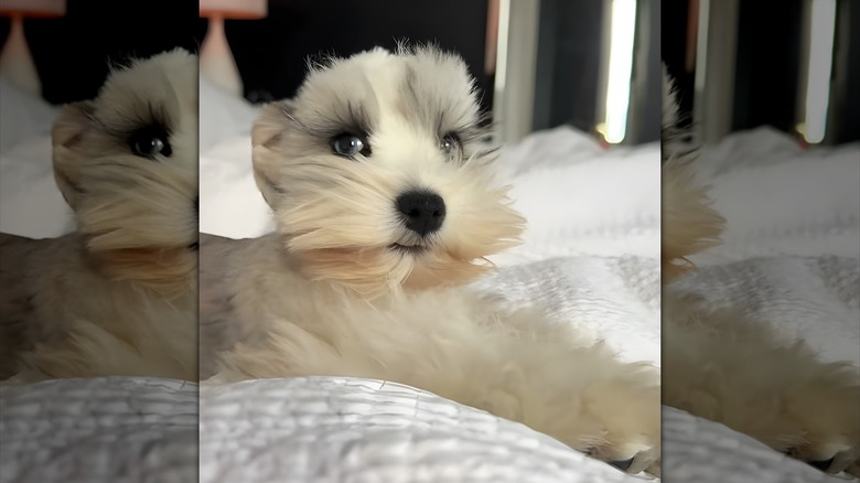 Cute schnauzer with long eyelashes
