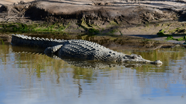 Saltwater crocodile in shallow water in Queensland, Australia