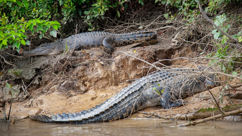 Pair of crocodiles resting on riverbank in Australia
