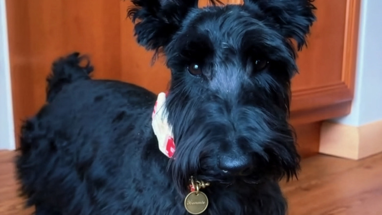 Close-up of a Scottish terrier