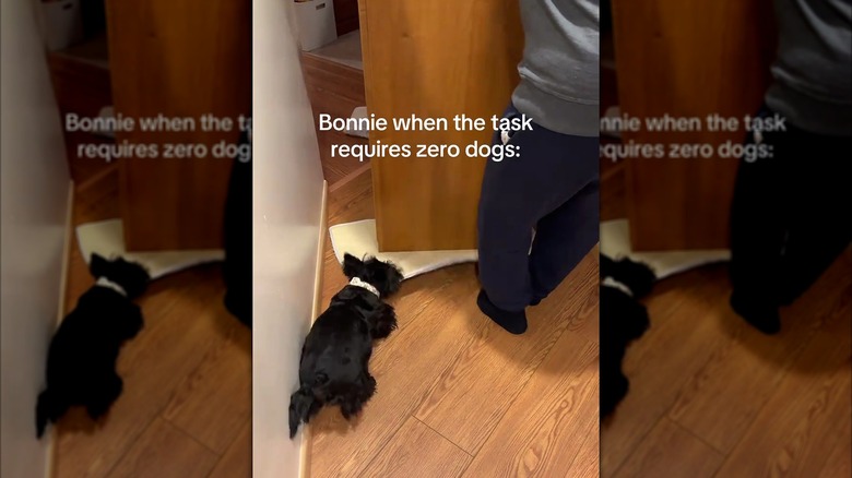 Scottish terrier using her mouth to tug on a mat under a piece of furniture being moved