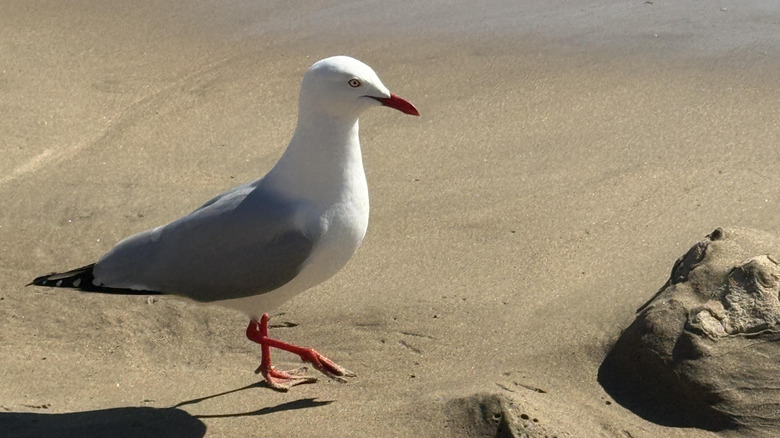 A seagull on the beach