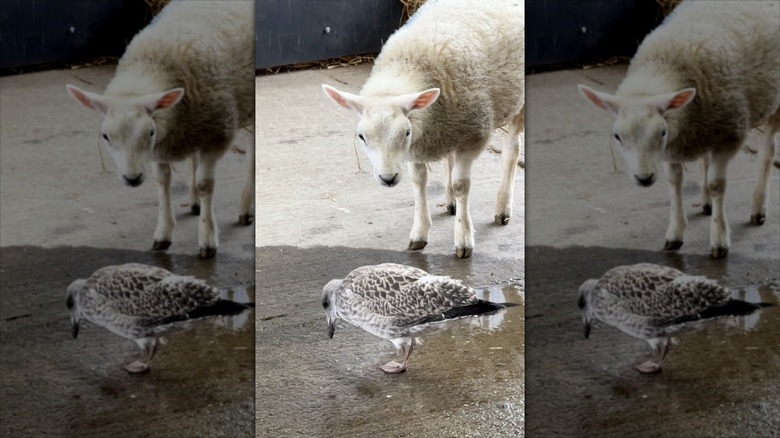 A sheep watches a seagull do a tap dance on a farm on Instagram.