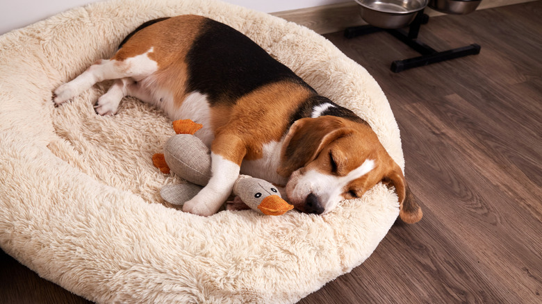 A beagle sleeping in a dog bed with a stuffed animal.