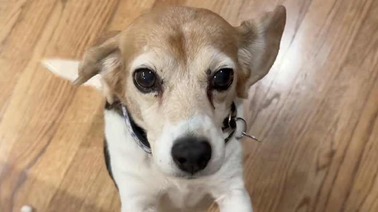 A senior beagle on TikTok enjoys her foster home.