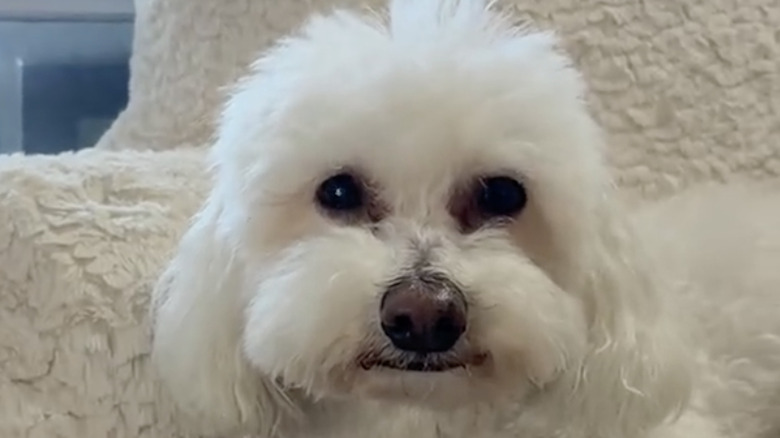 Spicy the senior Bichon Frise from TikTok loves a good nap.