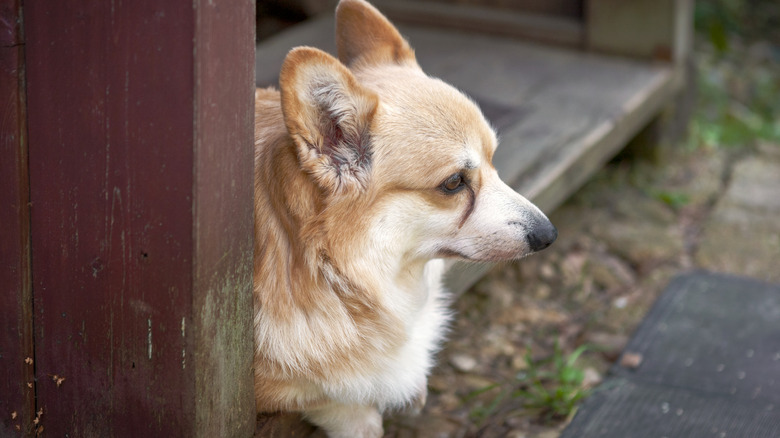 Older corgi sitting on an outdoor bench.
