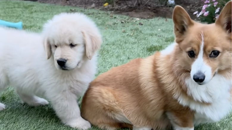 A golden retriever puppy and senior corgi on TikTok are trying to learn to get along.