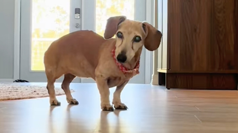 Daisy the Old Lady from TikTok is a senior dog who loves baths.