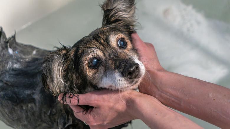 An older dog getting a bath in a tub.