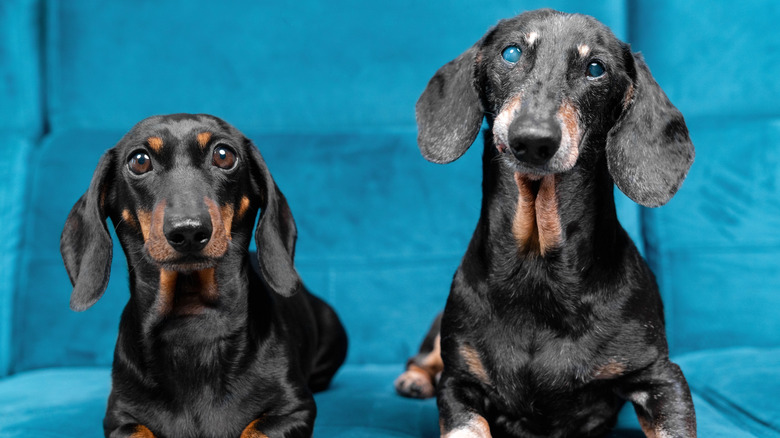 A puppy and a senior dog sit next to each other.