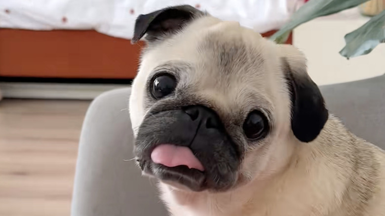 Loulou the pug from TikTok is 11 years old in this picture.