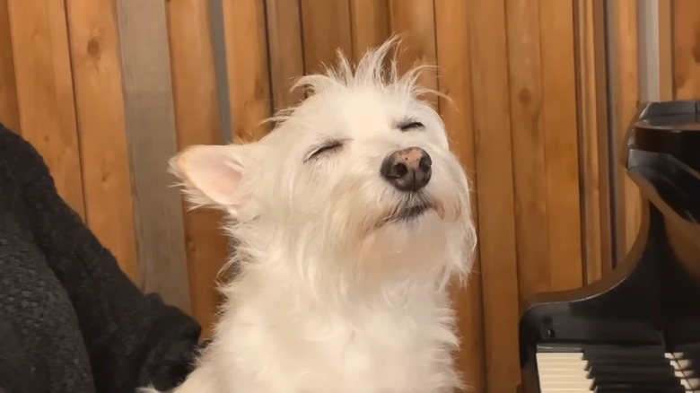 Happy white dog with his eyes closed