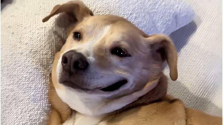 Close-up of happy dog's face