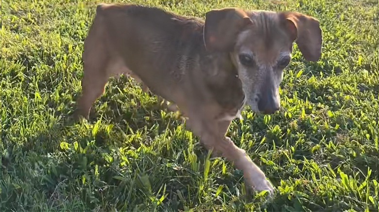 Corbie walking on grass.