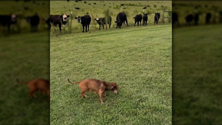 Corbie with his bovine friends in the field