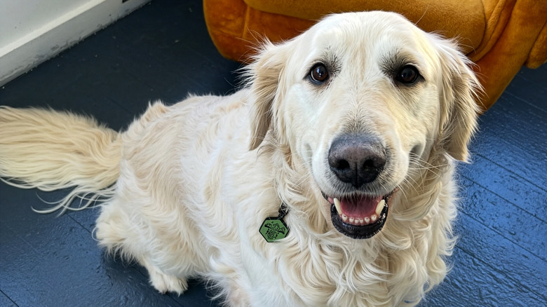 Happy-looking golden retriever named Bruce