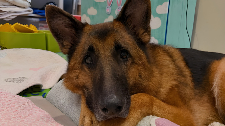 German shepherd staring at the camera