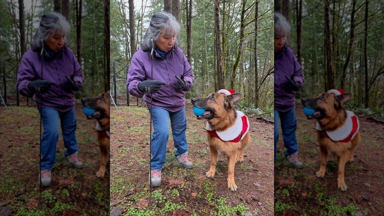 German shepherd with a ball in his mouth staring at a woman