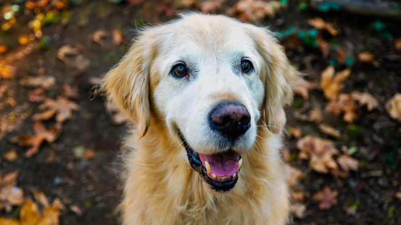 Senior golden retriever smiling up from a pile of leaves