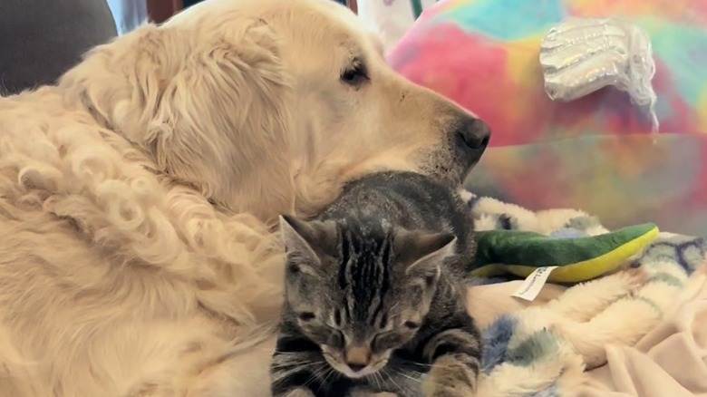 Golden retriever and cat together on a couch