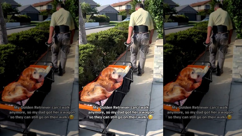Golden retriever being pulled in a wagon