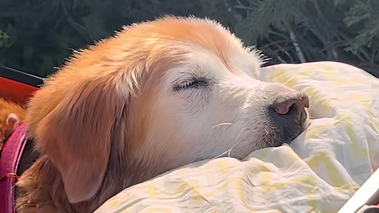Golden retriever with her eyes closed
