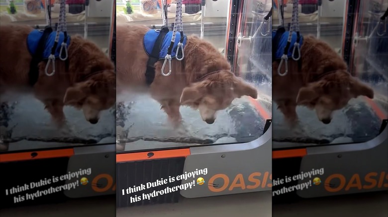 Golden retriever happily splashing around in a hydrotherapy tank