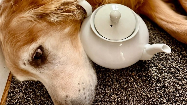 Golden retriever cuddling a teapot