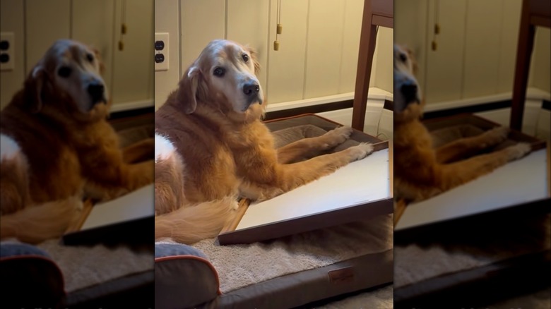 Golden retriever protects a framed print in his dog bed