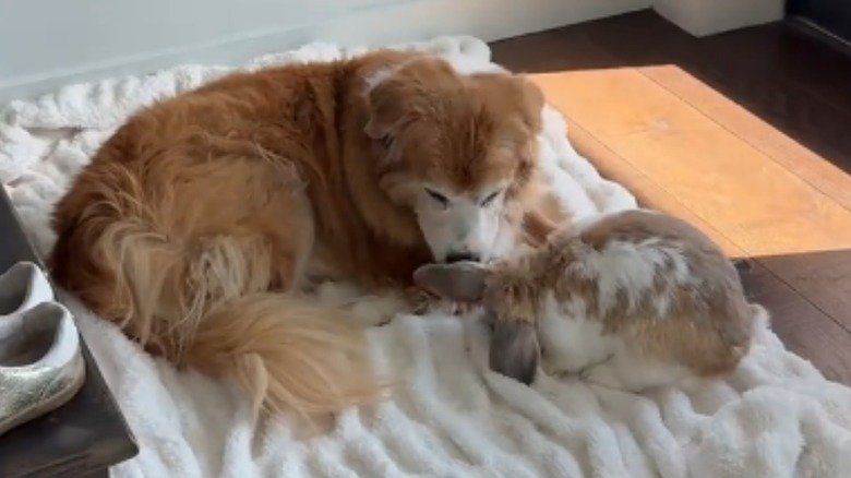 A senior golden retriever mix and bunny became best friends on TikTok.