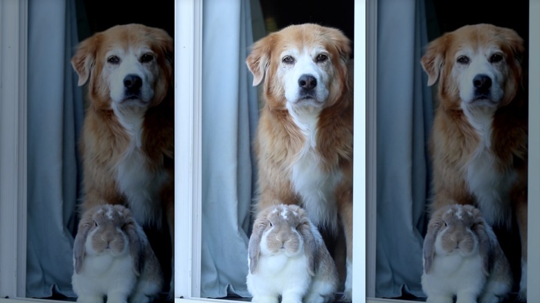 A senior golden retriever mix and bunny became best friends on TikTok.