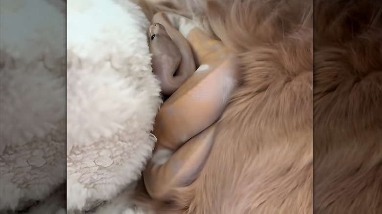 Ball python cuddled into a golden's retriever's fur
