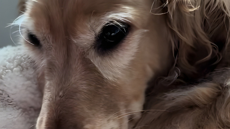 Close-up of golden retriever staring at the camera