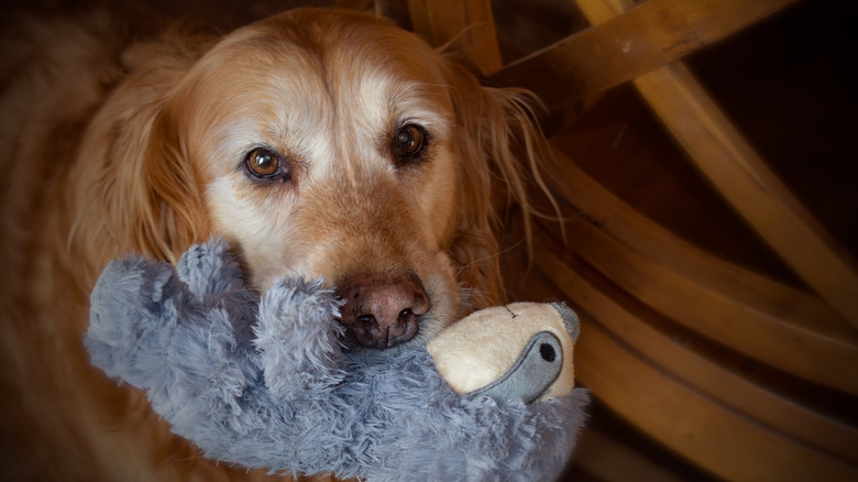 An older golden retriever holding a stuffed animal.