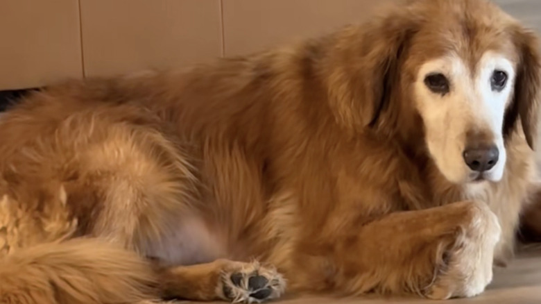 Ally the golden retriever from TikTok has a heart shape on her face.