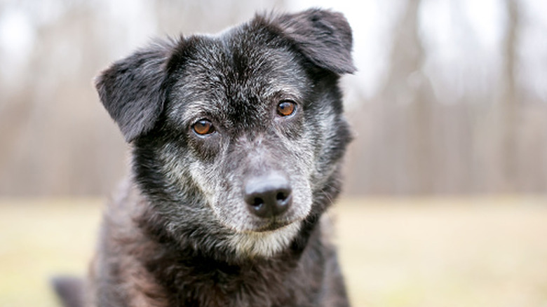 A senior dog with some gray around its face.