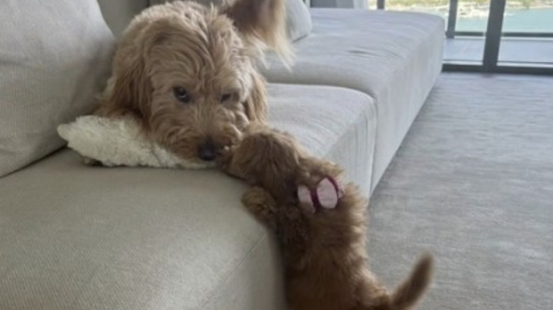 A pup and adult goldendoodle bonding on a couch.