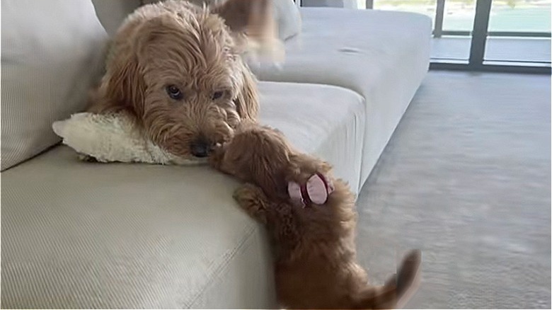 A pup and adult goldendoodle bonding on a couch.