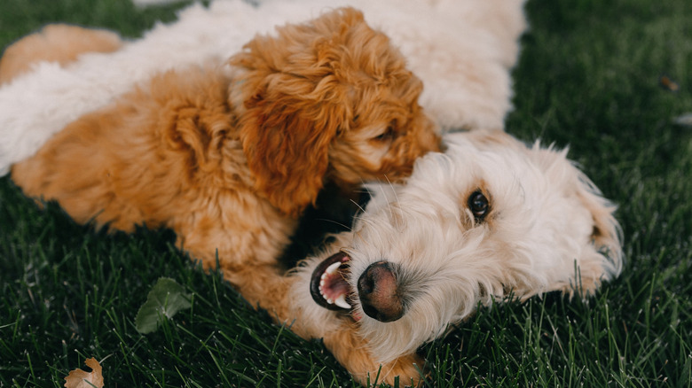 A goldendoodle puppy playing with an older dog in the grass