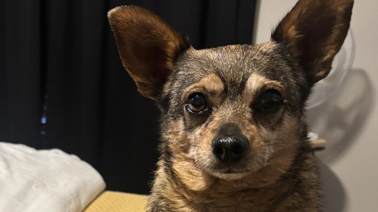 Kenneth the senior Chihuahua from TikTok has learned to howl after being rescued.