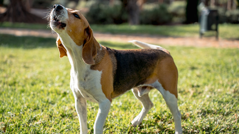 A dog outside howling into the air.