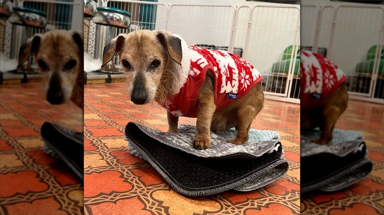 Sprout the dachshund modeling a coat at his rescue
