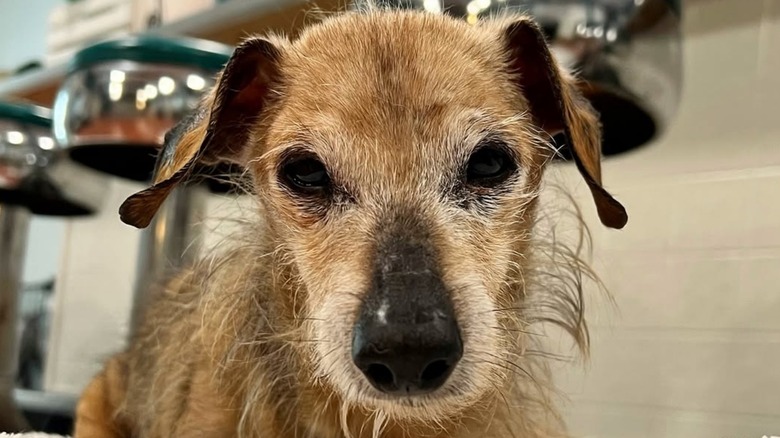 Sprout the senior dachshund on Instagram enjoys walking around.